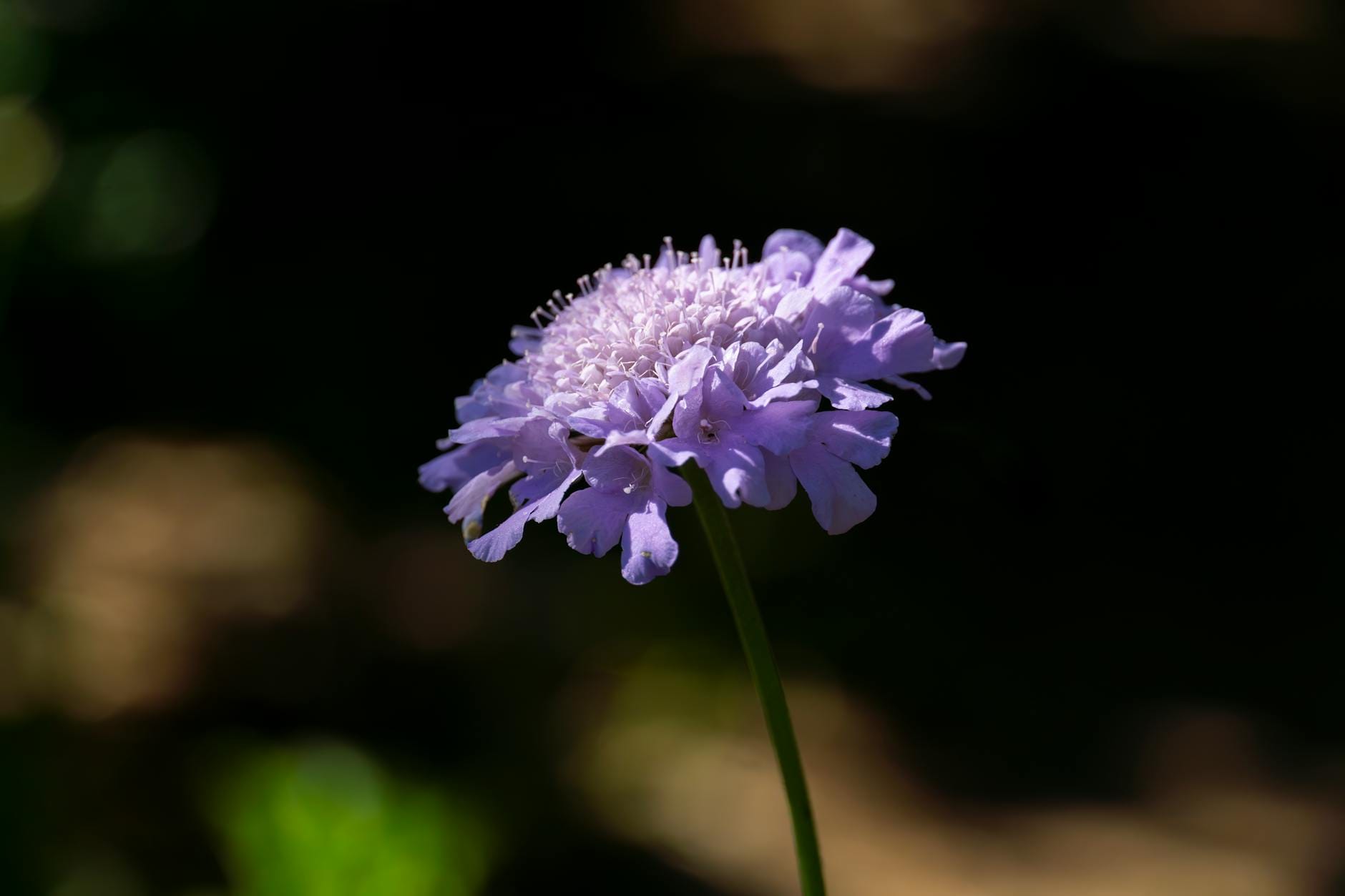 Zbliżenie fioletowego kwiatka polnego w pełnym rozkwicie